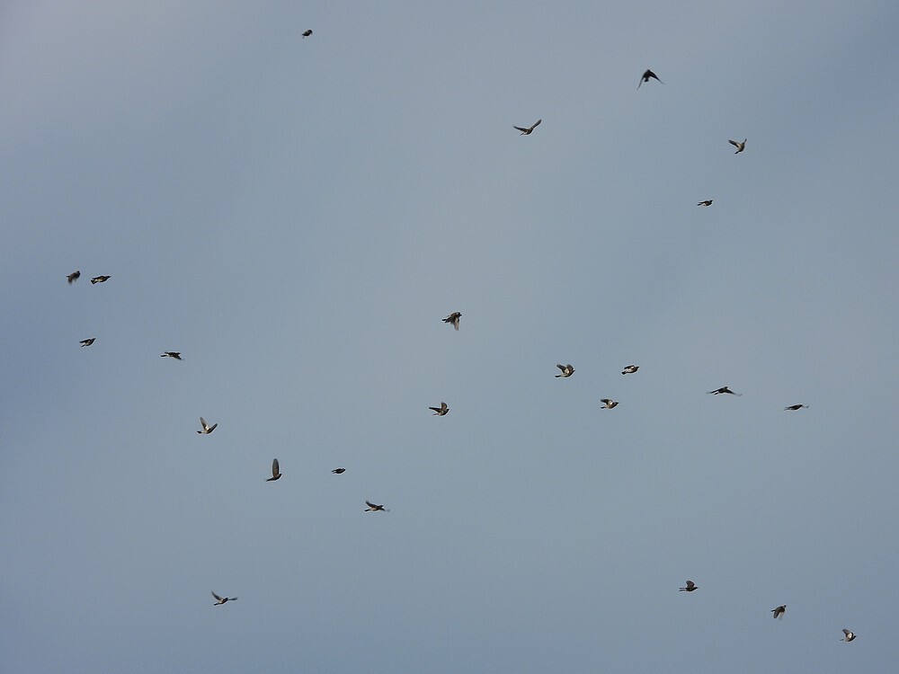 kramsvogelsinvluchtzouweboezemgebied04112025