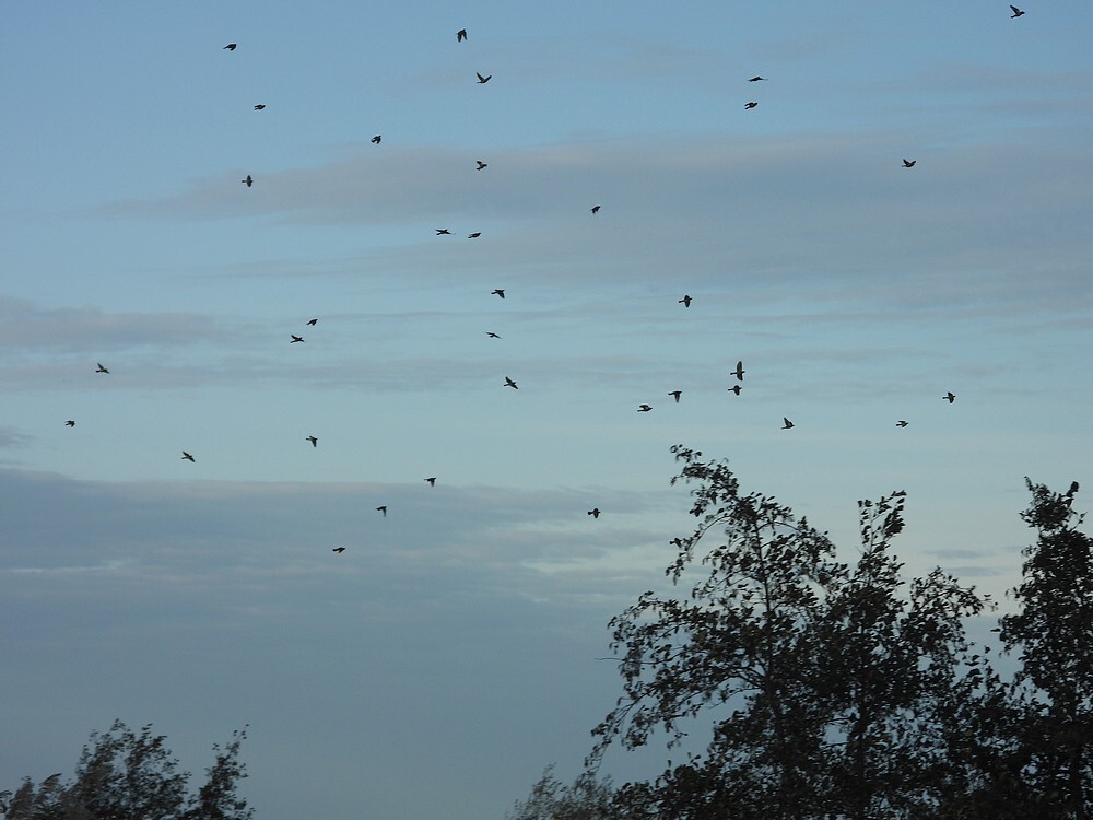 kramsvogelsinvluchtzouweboezemgebied05112025