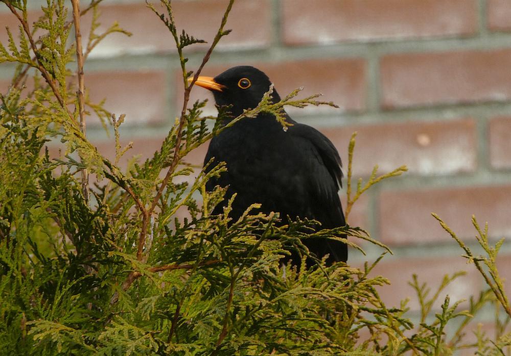merelmaninconiferenhaagachtertuin meerkerk18122016