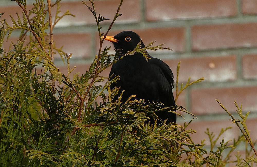 merelmaninconiferenhaagachtertuinmeerkerk18122016
