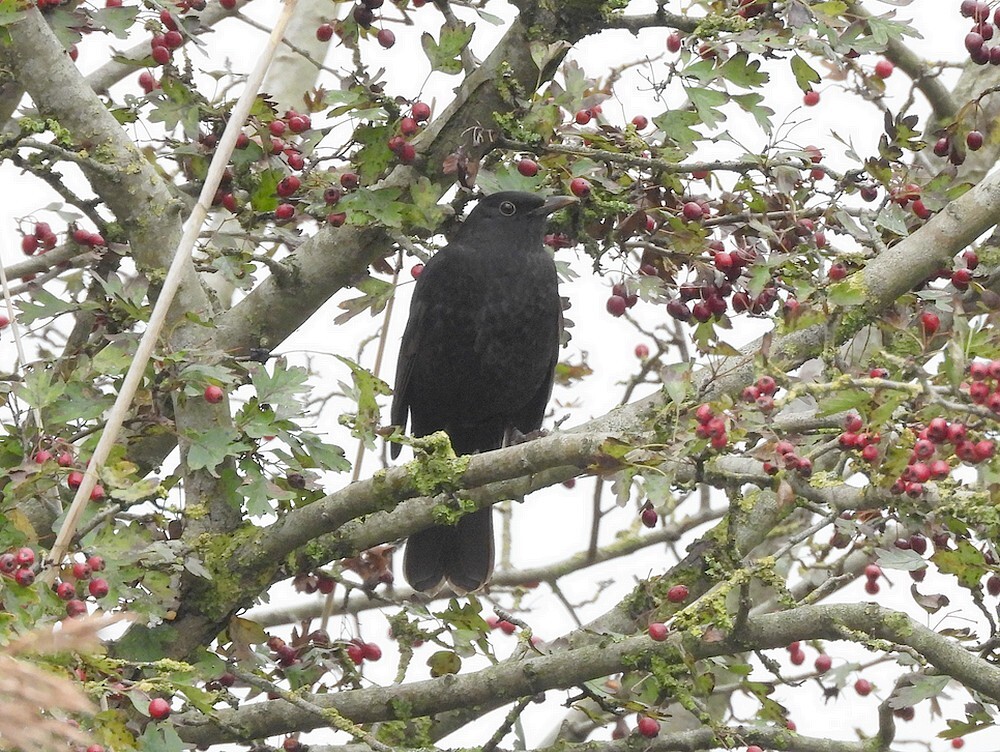 merelmaninmeidoornzouweboezemgebied20102025 1