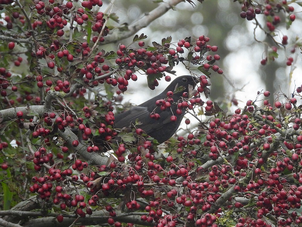 merelmaninmeidoornzouweboezemgebied20102025 3