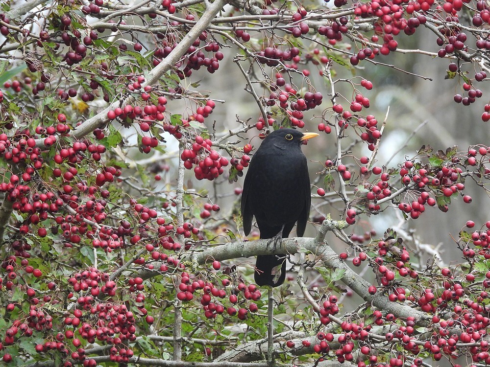 merelmaninmeidoornzouweboezemgebied22102025 2