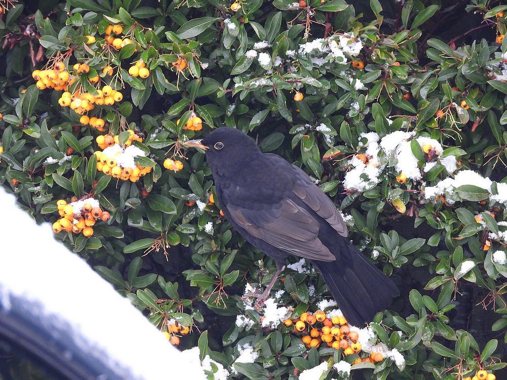 merelmanopvuurdoornbessenmeerkerk05012026