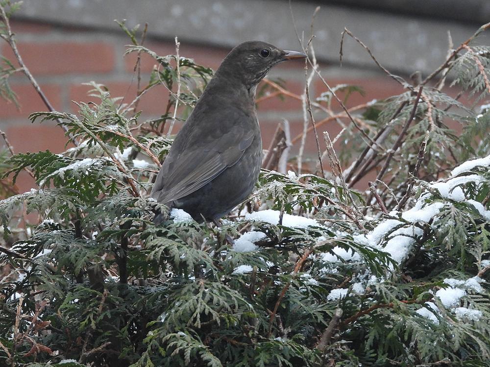 merelvrouwinconifeermetsneeuwvoederplaatsachtertuinmeerkerk10012026