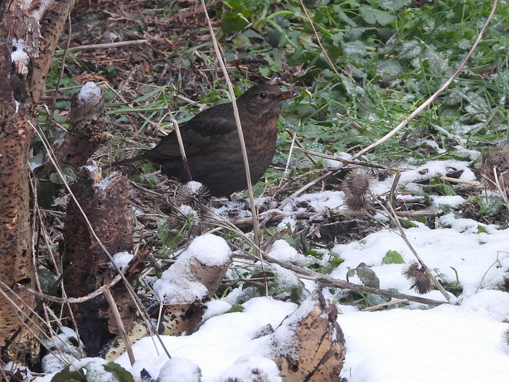 merelvrouwindesneeuwvoederplaatsachtertuinmeerkerk10012026