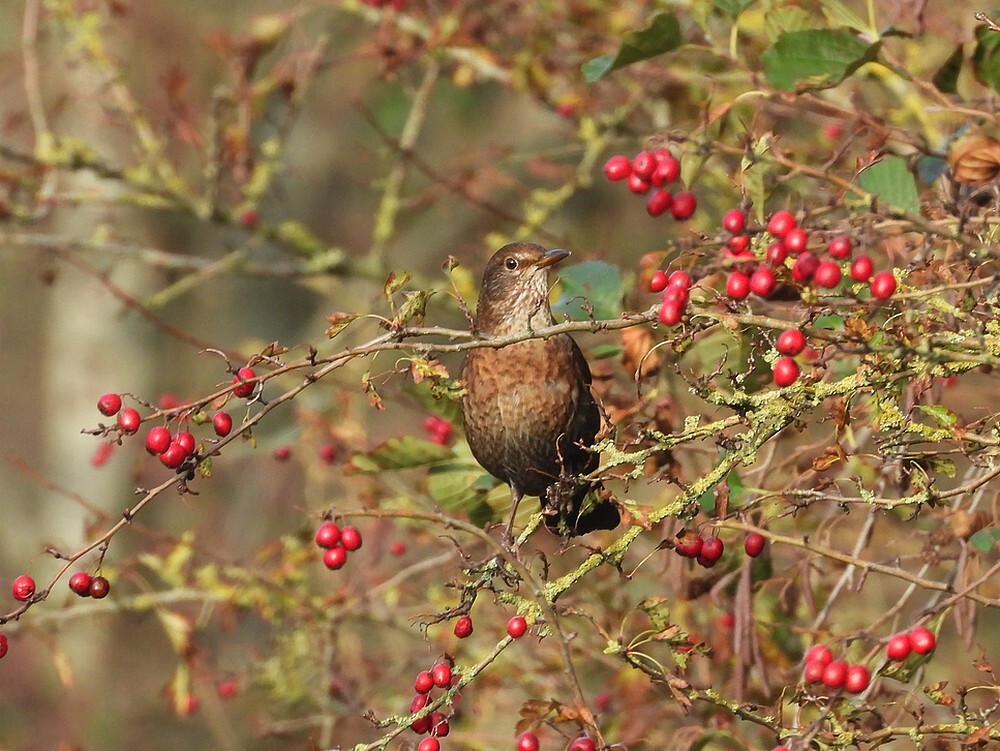 merelvrouwinmeidoornzouweboezemgebied08112025