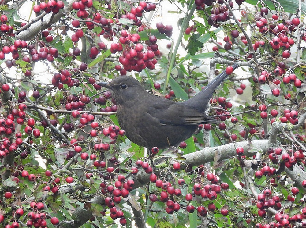 merelvrouwinmeidoornzouweboezemgebied20102025 1