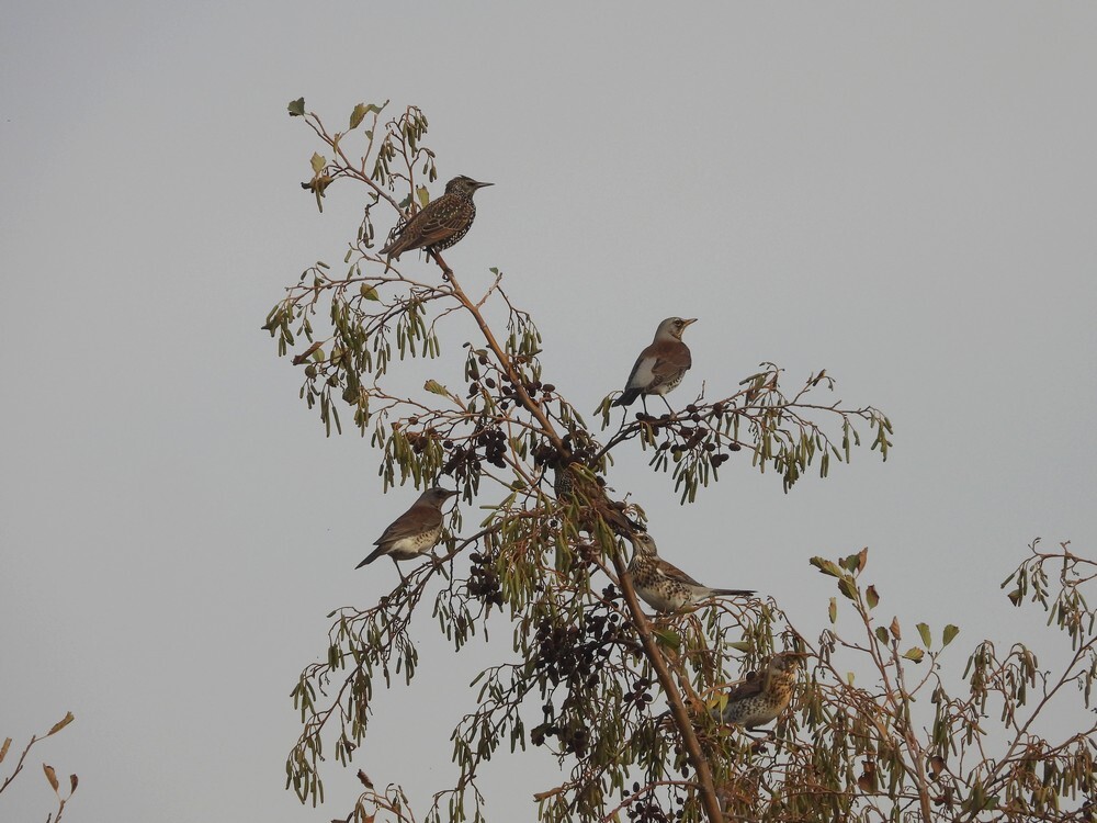 spreeuwenkramsvogelinzwarteelszouweboezemgebied08112025 1