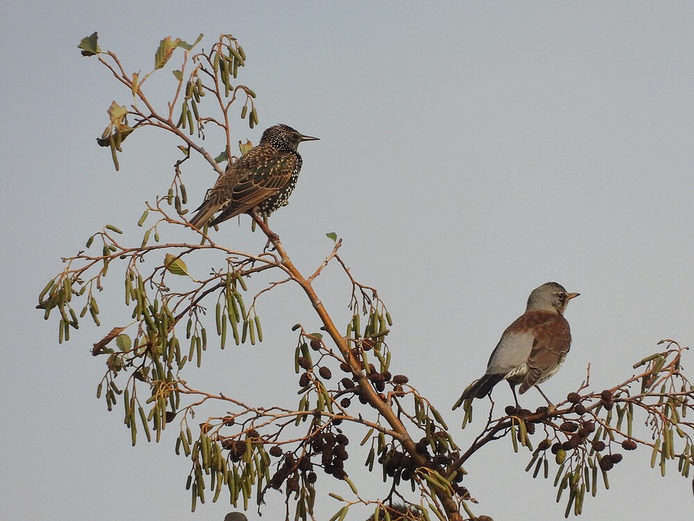spreeuwenkramsvogelinzwarteelszouweboezemgebied08112025 2