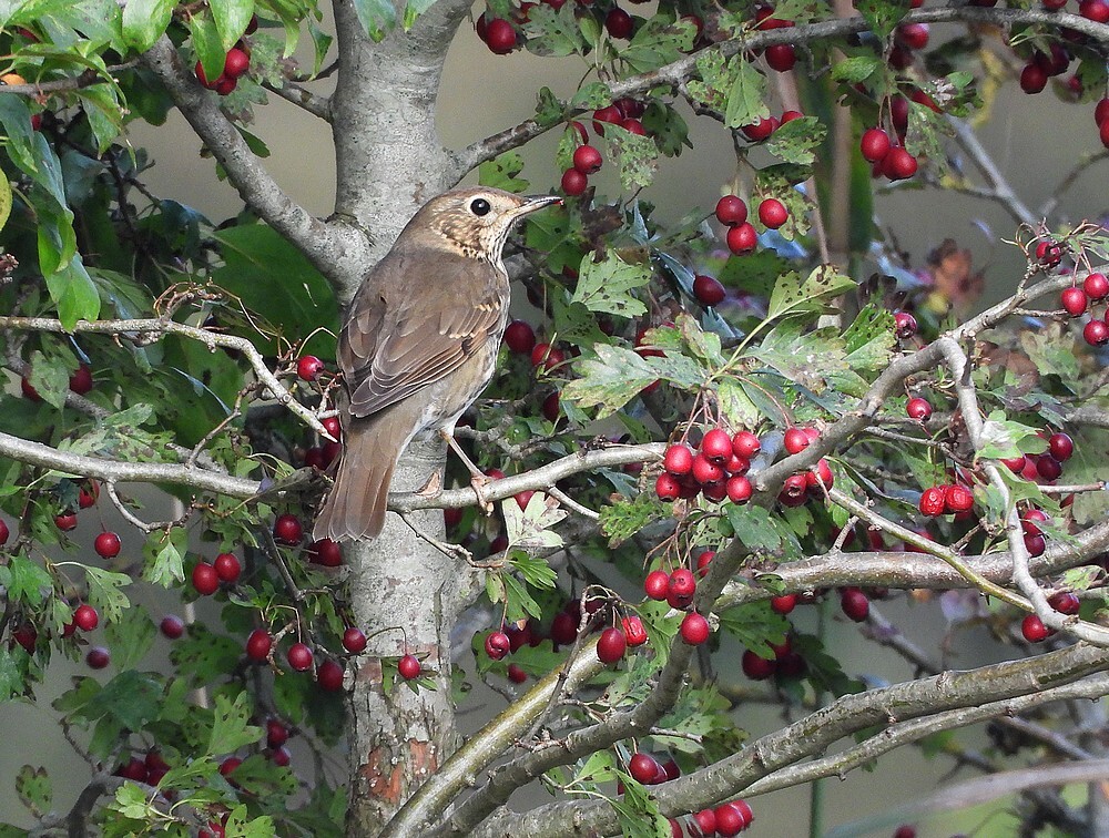 zanglijsterinmeidoornbessenzouweboezemgebied18102025