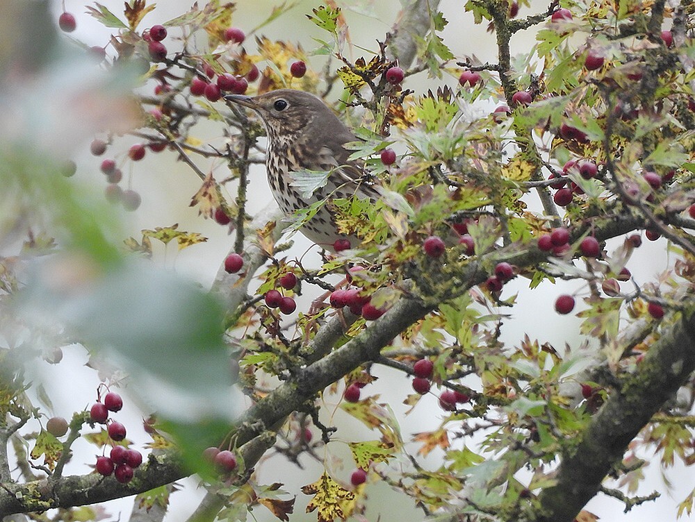 zanglijsterinmeidoornzouweboezemgebied16102025 2