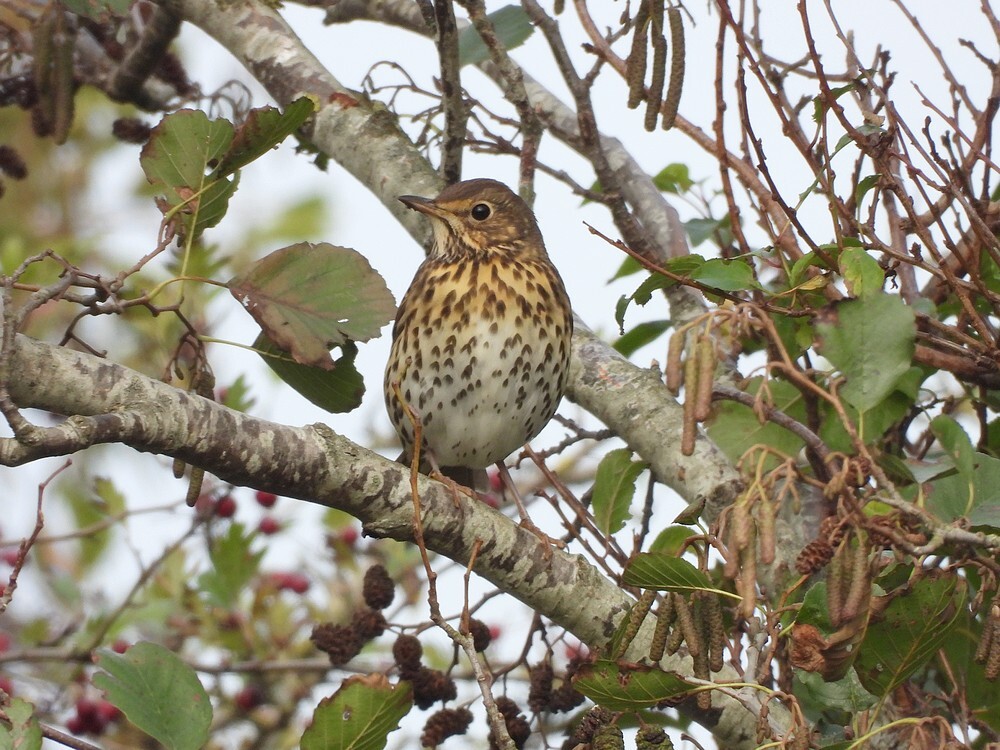 zanglijsterinzwarteelszouweboezemgebied19102025 1