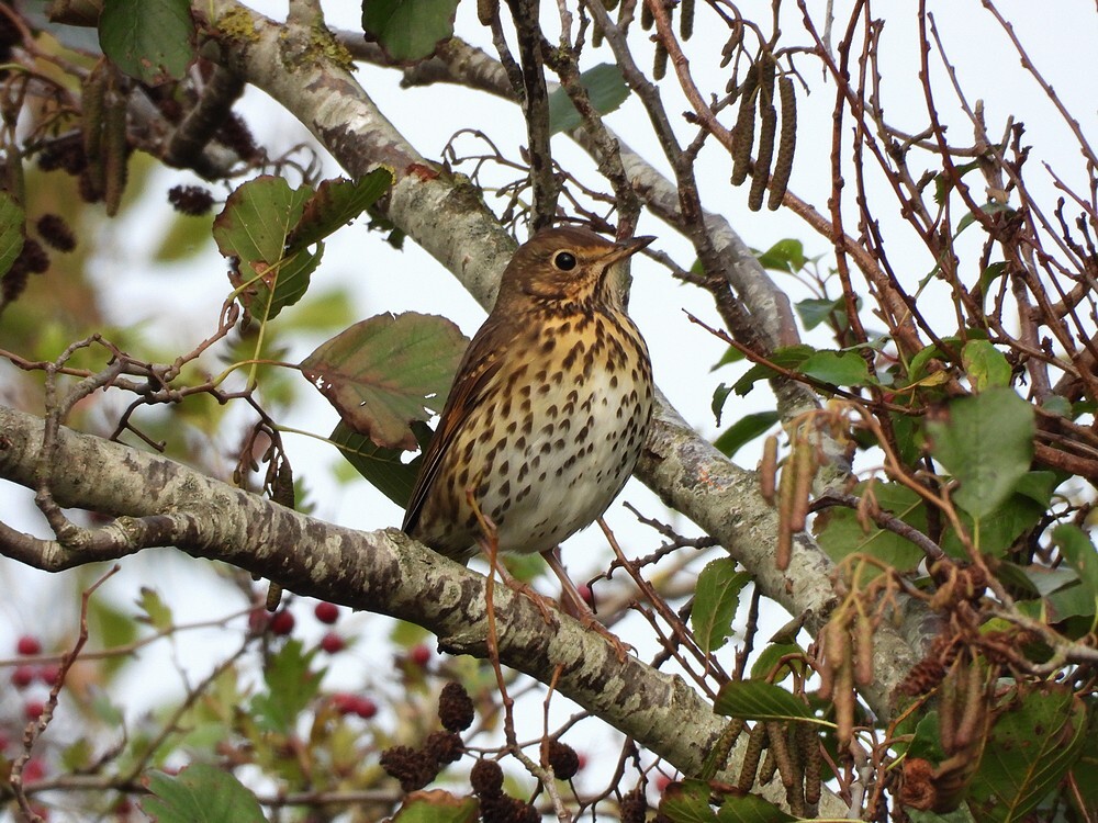 zanglijsterinzwarteelszouweboezemgebied19102025 2