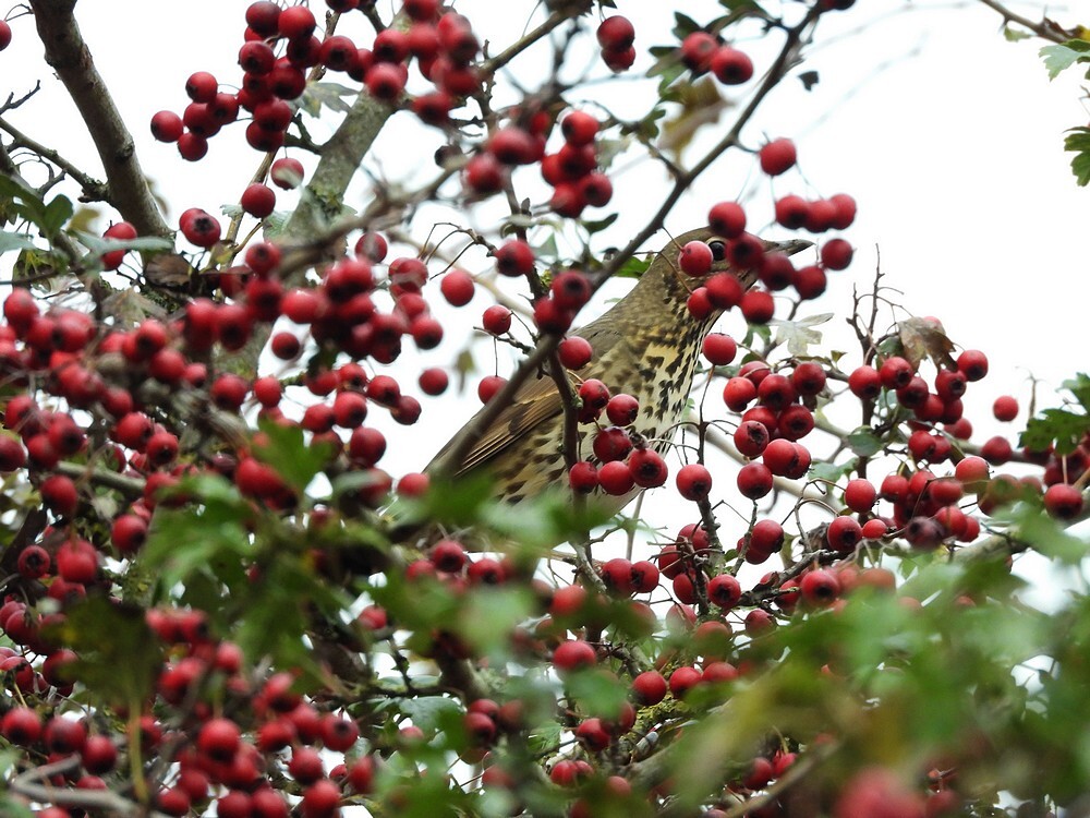 zanglijstertussendemeidoornbessenzouweboezemgebied17102025 2