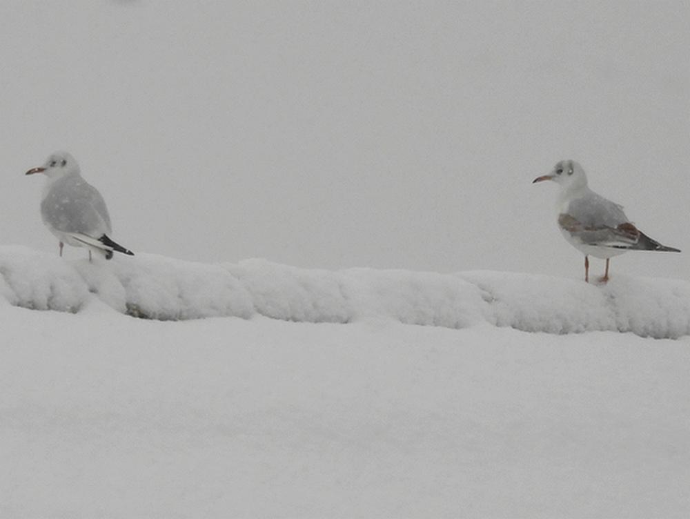 kokmeeuwenadulten1ewintersneewnokmeerkerk05012026
