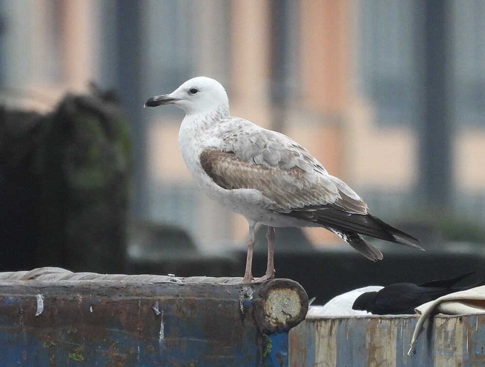 pontischemeeuwprezeromerwedehavendordrecht25012025 1
