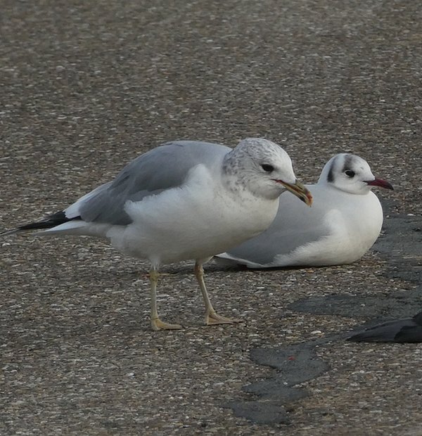 stormenkokmeeuw17012017