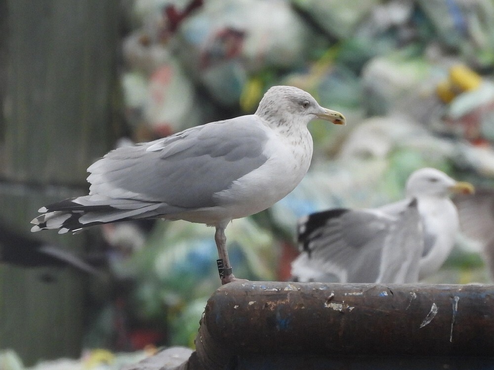 zilvermeeuwzwartx717prezeromerwehavendordrecht25012025