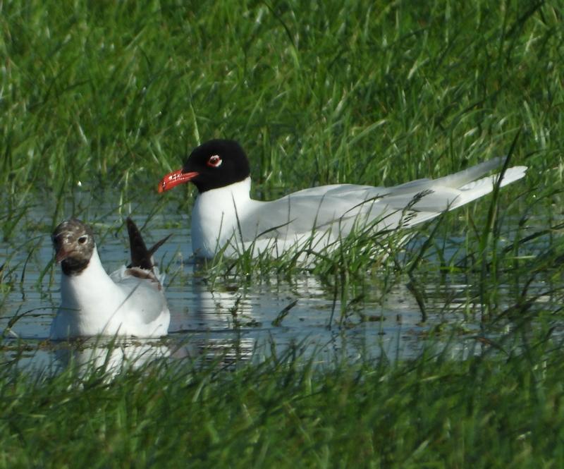 zwartkopmeeuwpolderlageveldherwijnen29052020