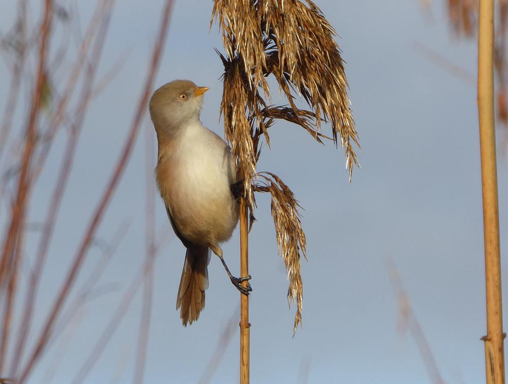 baardmannetjejongrietputtenvlaardingen03122016 2