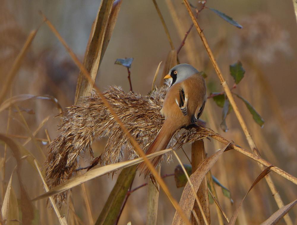 baardmannetjemanrietputtenvlaardingen03122016 2