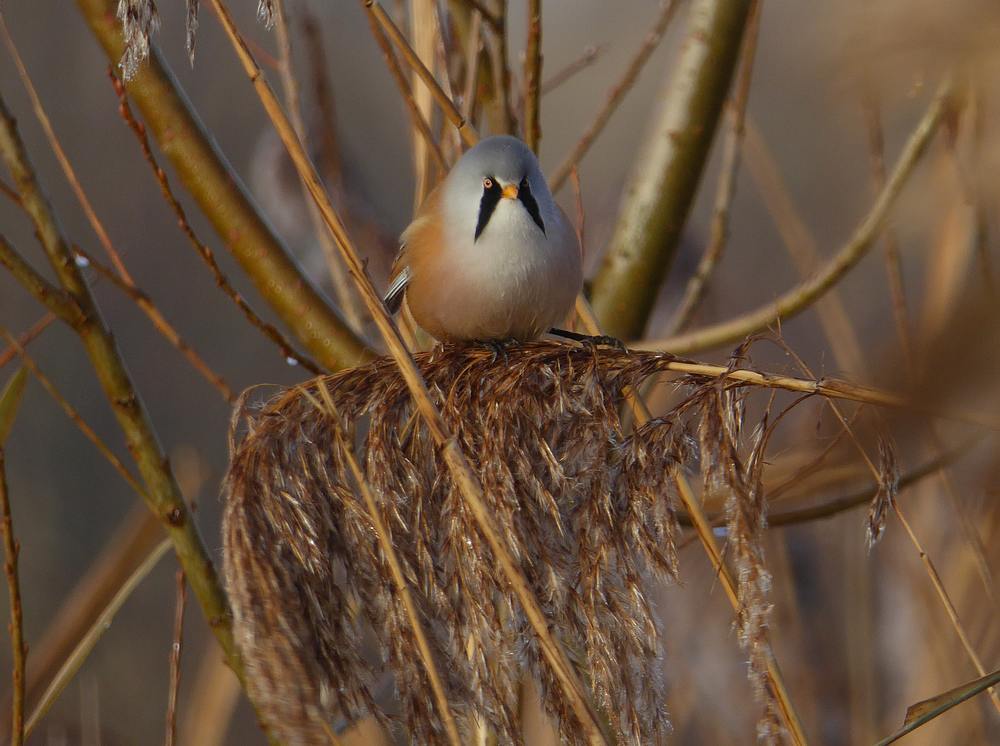baardmannetjemanrietputtenvlaardingen03122016 4