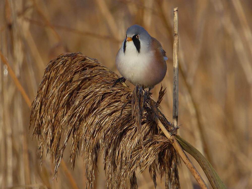 baardmannetjemanrietputtenvlaardingen03122016 5