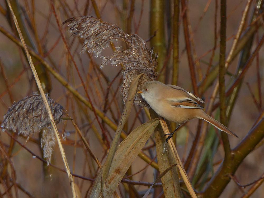 baardmannetjerietputtenvlaardingen03122016 1