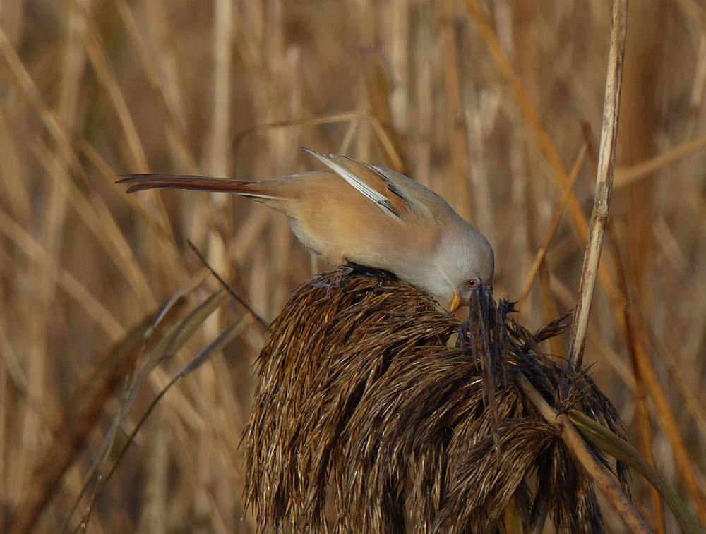 baardmannetjerietputtenvlaardingen03122016 3