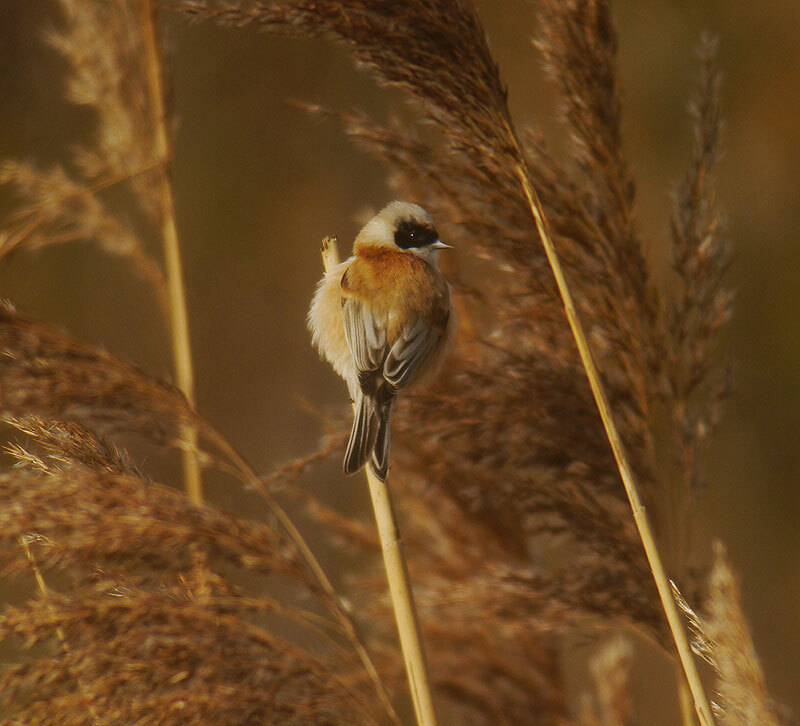 buidelmees08022015 25