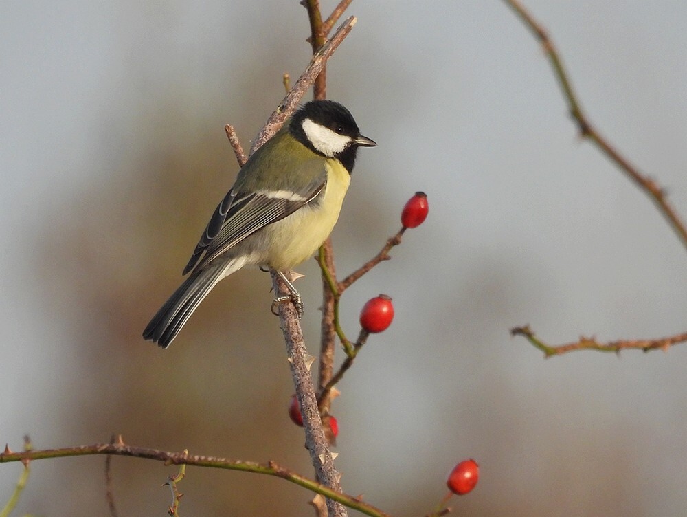koolmeesenhondsroosbessenzouweboezemgebied11112025