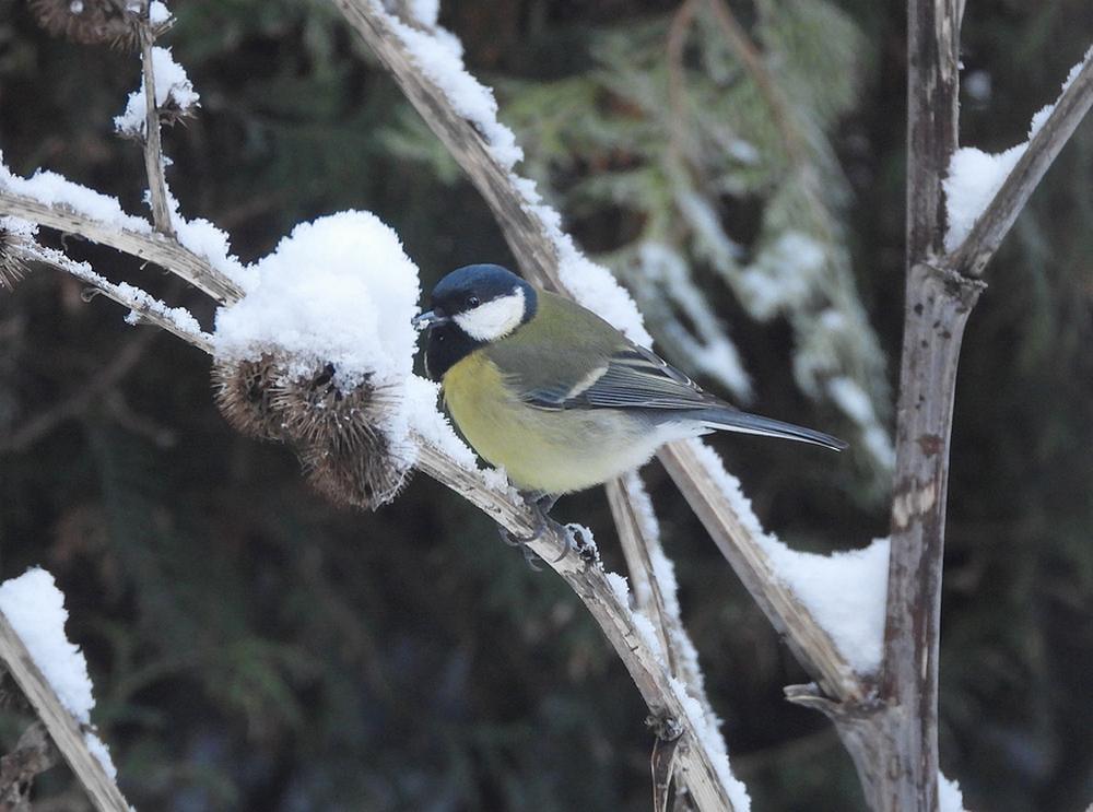 koolmeesindegroteklitachtertuinmeerkerk06012026