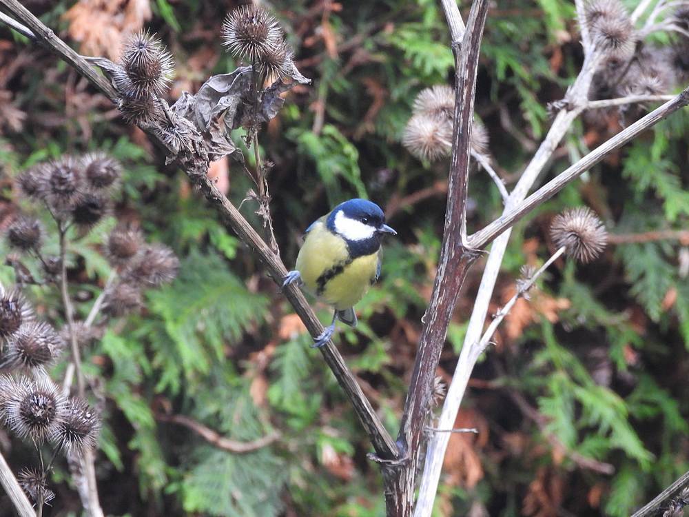 koolmeesingroteklitvoederplaatsachtertuinmeerkerk26112025