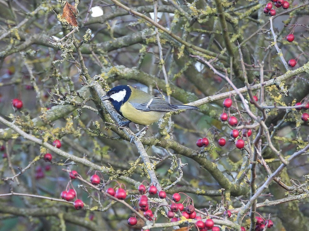 koolmeesinmeidoornzouweboezemgebied05112025