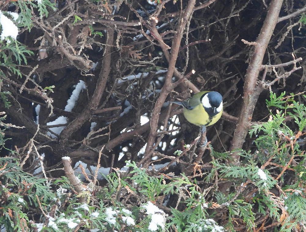 koolmeesinvensterraamconifeervoederplaatsachtertuinmeerkerk05012026