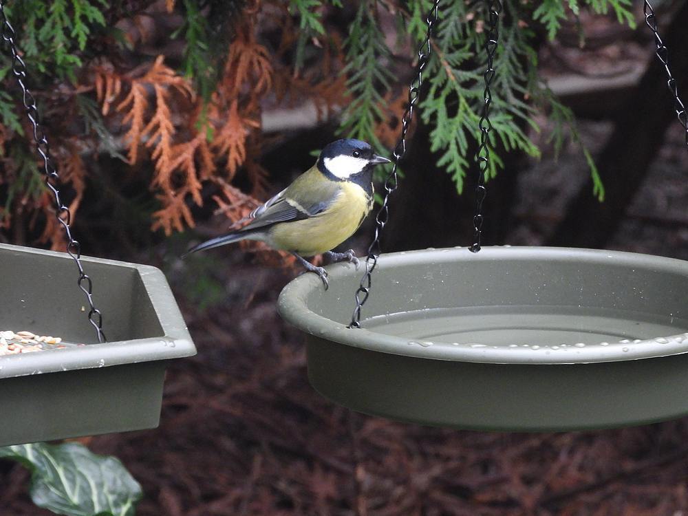 koolmeesopwaterbakachtertuinmeerkerk29112025