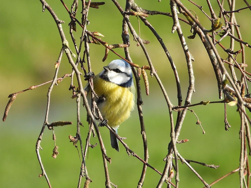 pimpelmeesaarlanderveen03042022
