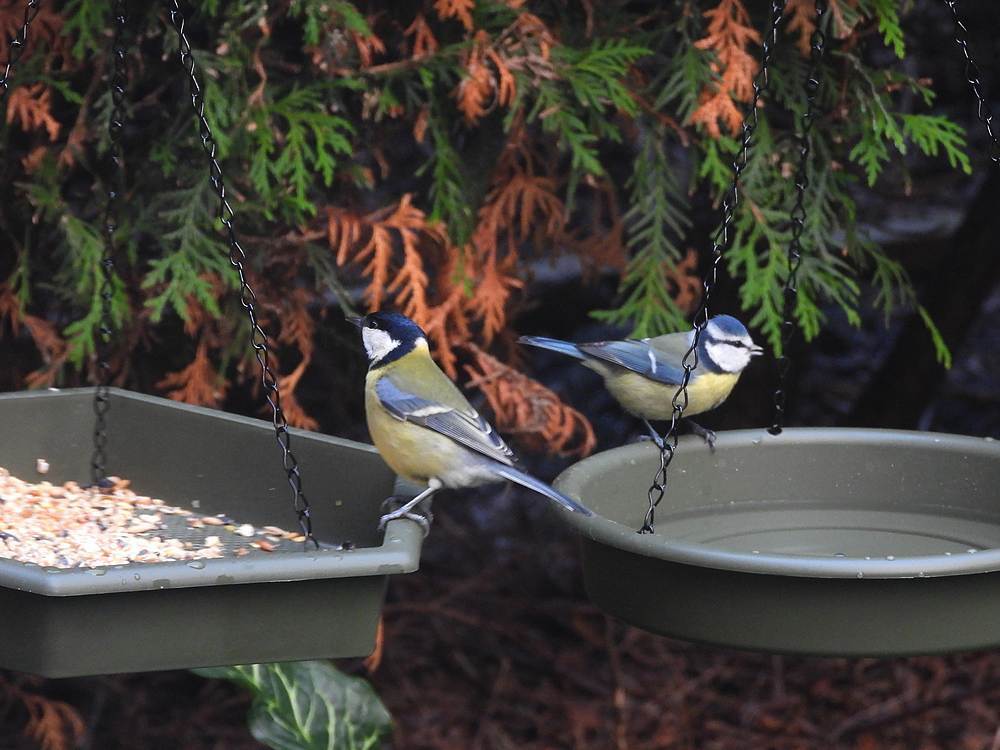pimpelmeesenkoolmeesvoederplaatsachtertuinmeerkerk26112025