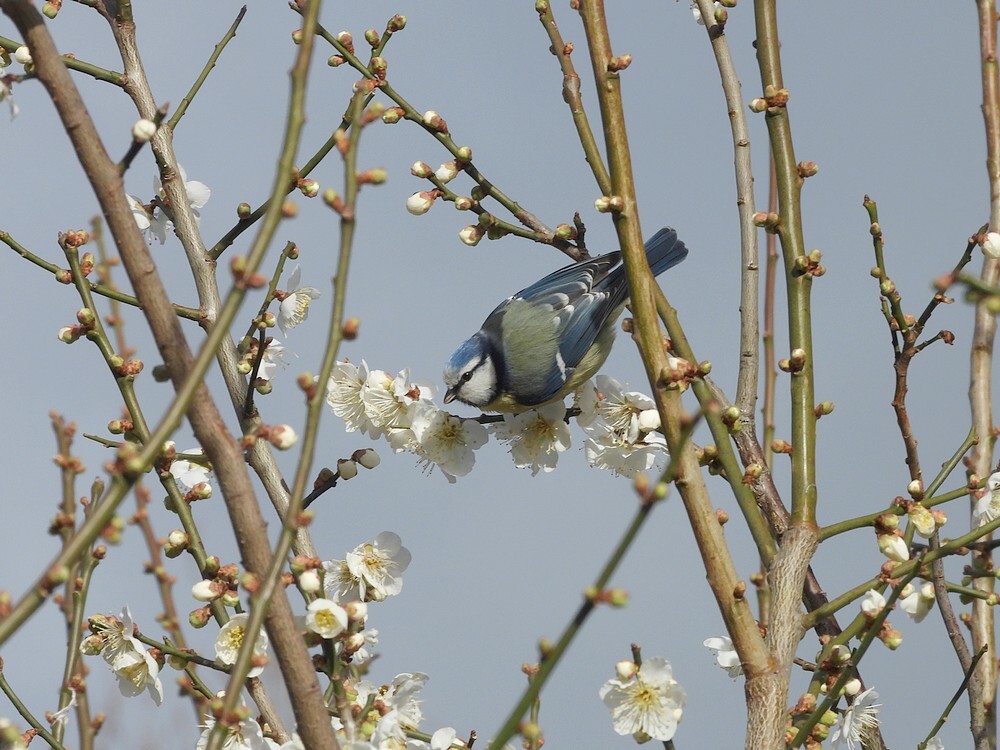 pimpelmeesindejapanseabrikoosbotanischetuinenutrech01022024 4