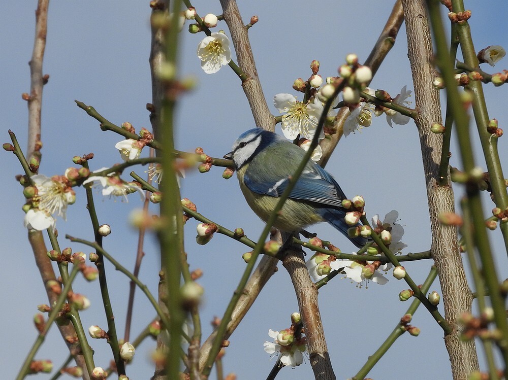 pimpelmeesindejapanseabrikoosbotanischetuinenutrecht01022024 6
