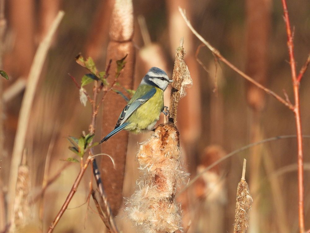 pimpelmeesingrotelisdoddezouweboezemgebied21112025 1