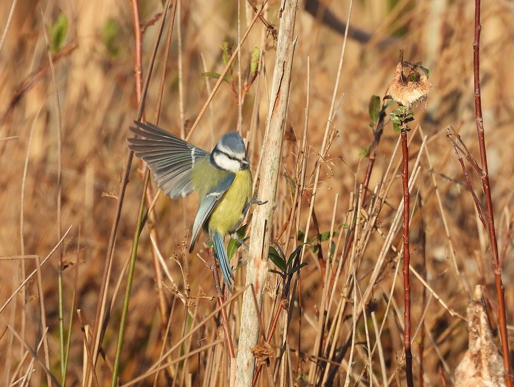 pimpelmeesingrotelisdoddezouweboezemgebied21112025 3