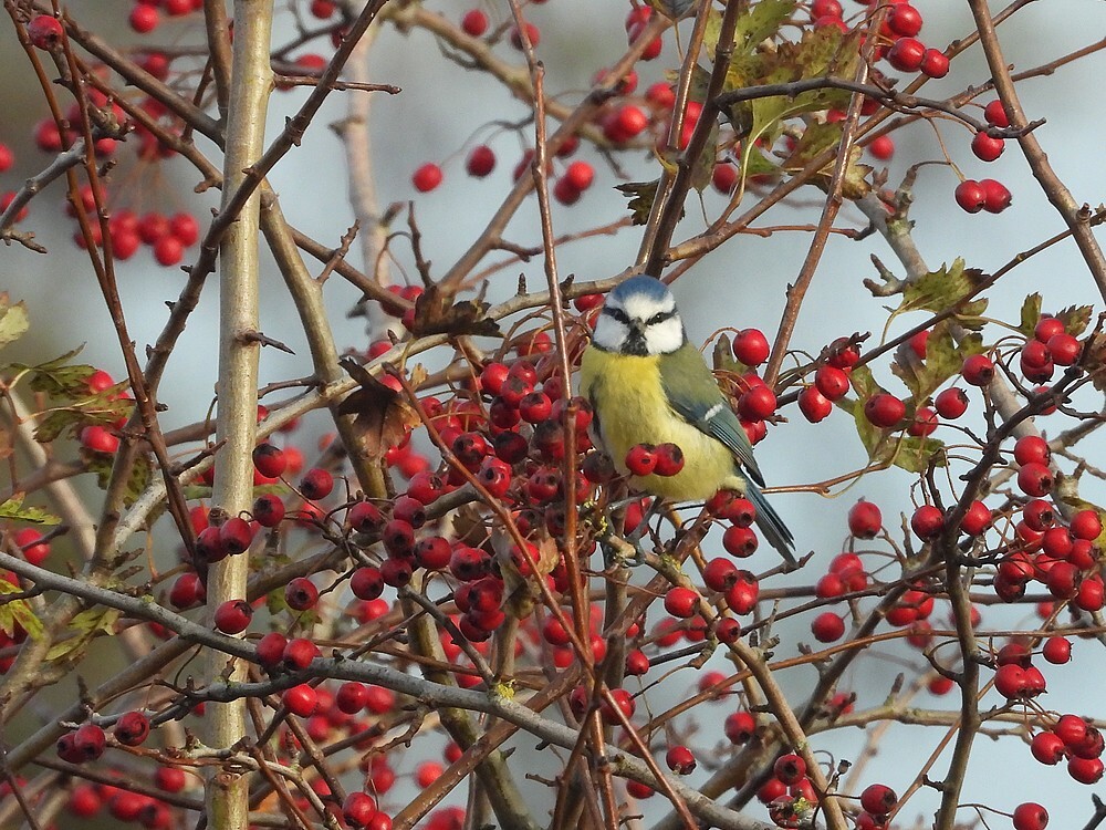 pimpelmeesinmeidoornzouweboezemgebied06112025