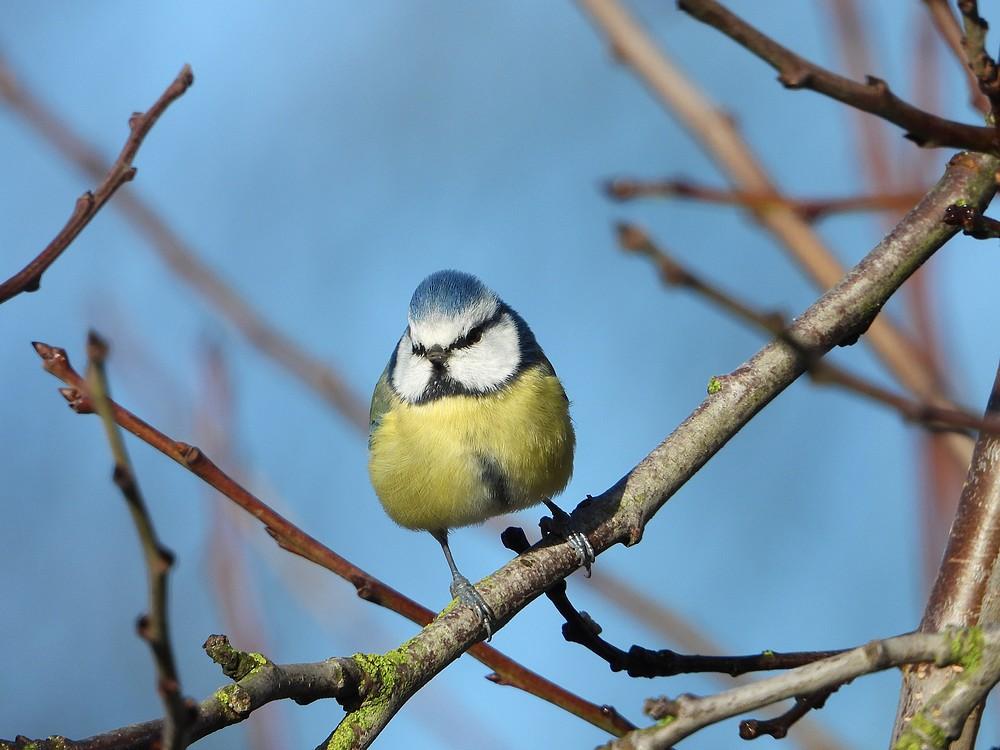 pimpelmeesleerbroek02122021 2