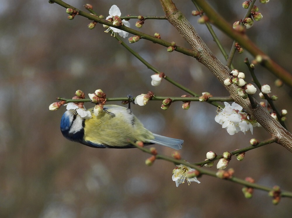 pimpelmeesmetsnavelinde bloesenmvande japanseabrikoosbotanischetuinenutrecht01022024 1