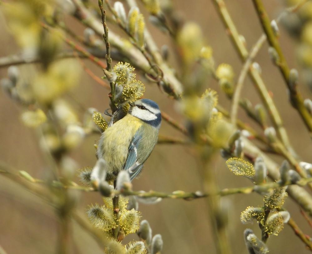 pimpelmeesopwilgenkatjesbrabantsebiesbosch01032021 1