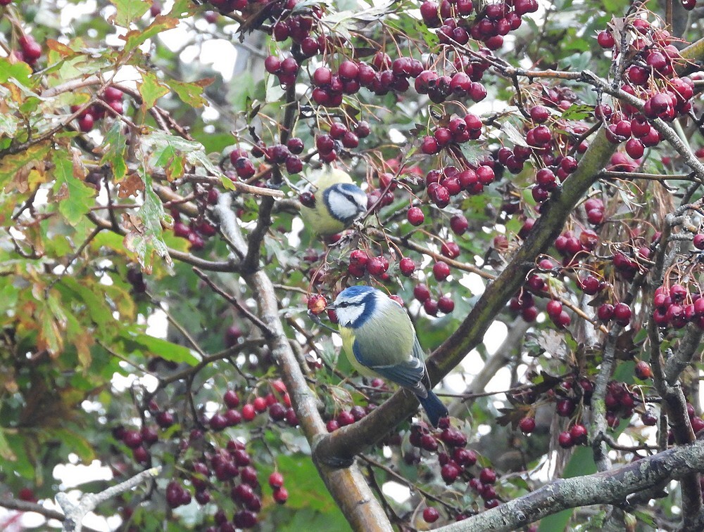 pimpelmezenopinsectenjachtinmeidoornzouweboezemgebied20102025