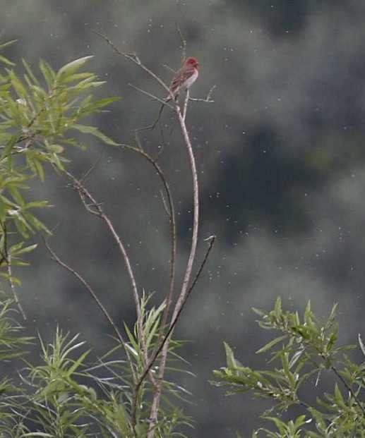 roodmus brabantse biesbosch werkensdam 7 juli 2005 bert