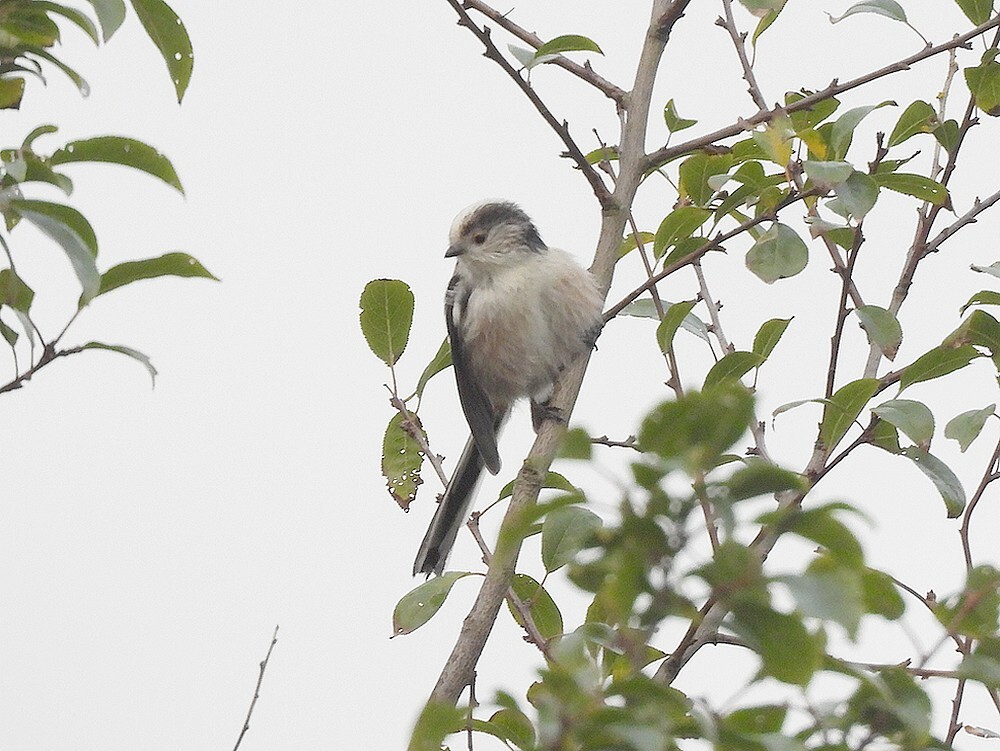 staartmeeszoweboezemgebied19102025